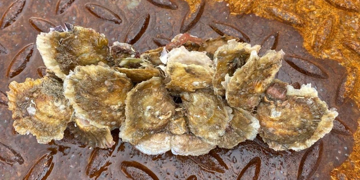Baby oysters on a razor clam