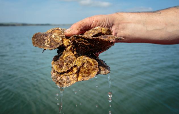 Loch Ryan native oysters
