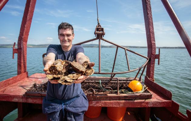 Native oysters on Loch Ryan
