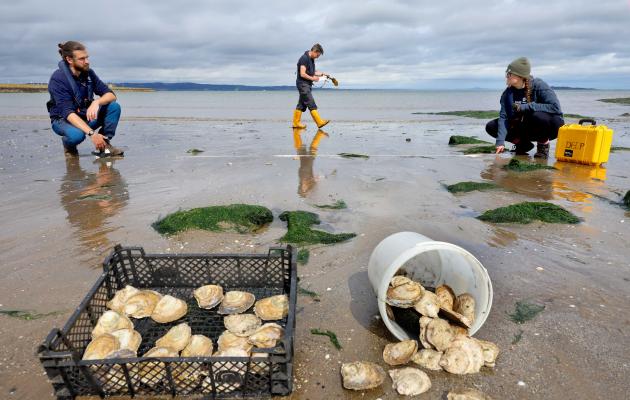 Native oysters in the foreground, researchers in the background