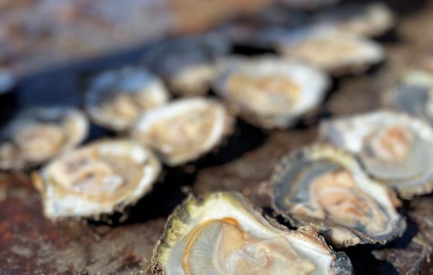Spawning native oyster
