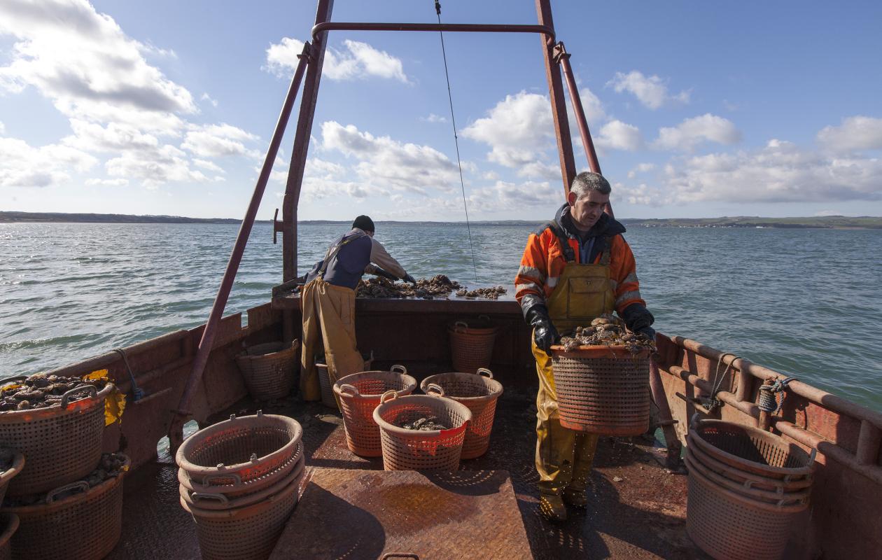 The crew of the Vital Spark harvest oysters from Loch Ryan