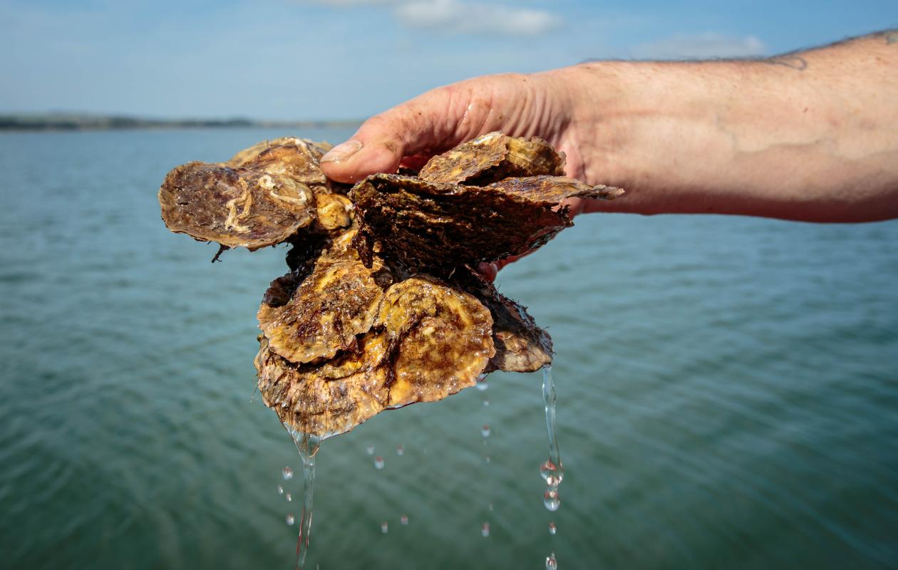 Loch Ryan native oysters