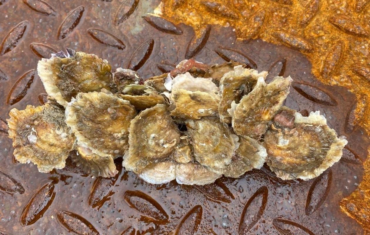 Baby oysters on a razor clam