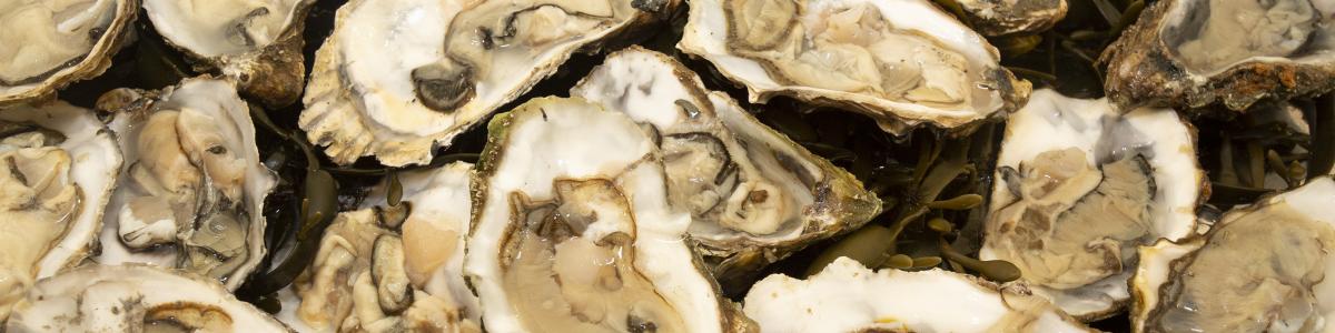 Mouthwatering Loch Ryan Oysters