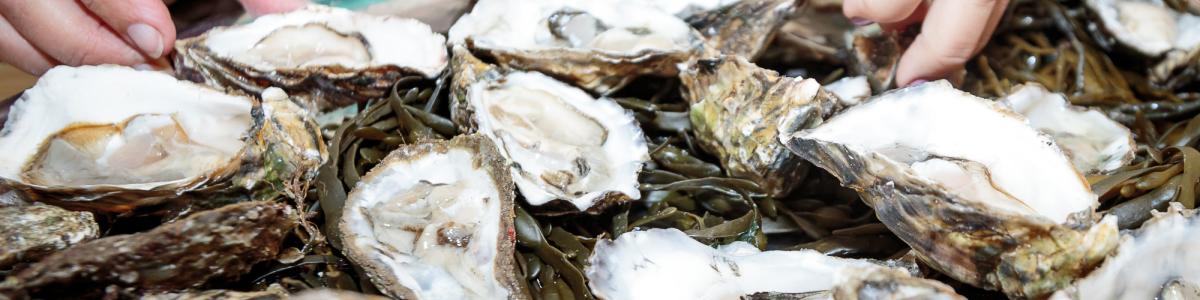 Succulent Loch Ryan Native Oysters