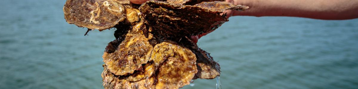 Loch Ryan native oysters