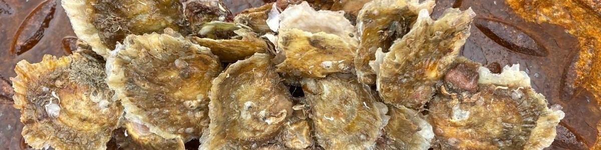 Baby oysters on a razor clam