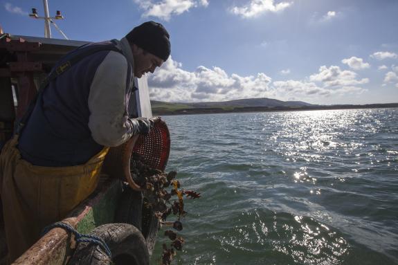 The Fishermen Take Great Care in Sustaining the Oyster Bed