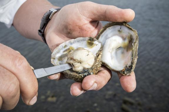 Loch Ryan Oysters are Scotlands Only Wild, Native Oysters