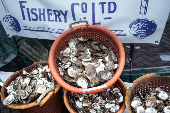 Oyster shells for recycling