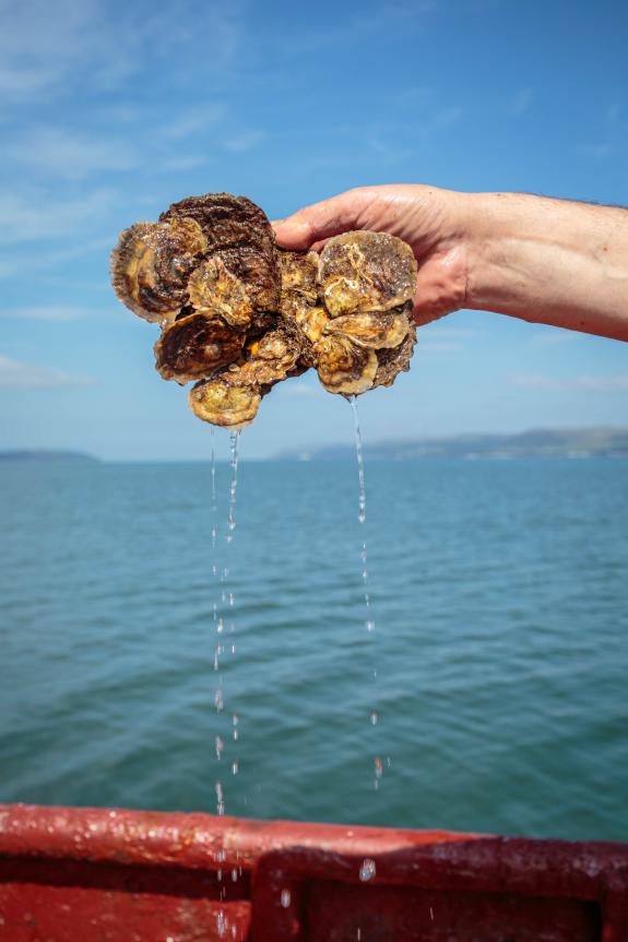 Loch Ryan Native Oysters