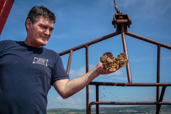 Loch Ryan native oysters