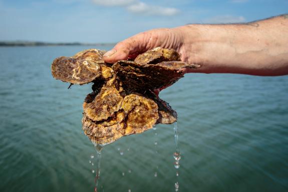 Loch Ryan native oysters