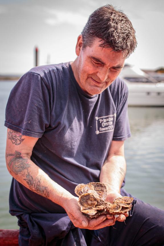 Native oysters 