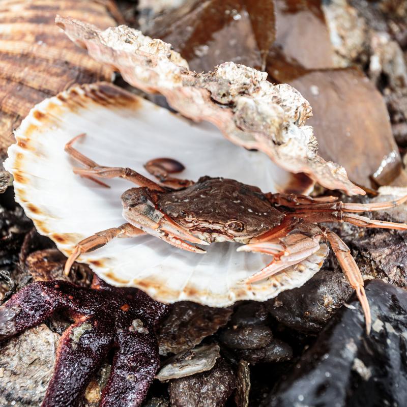 2024 Festival Preview Stranraer Oyster Festival