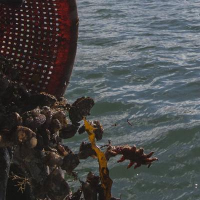 The Fishermen Take Great Care in Sustaining the Oyster Bed