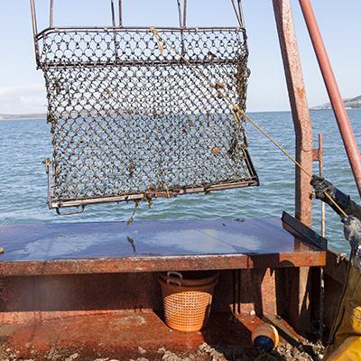 Fishing for oysters in Loch Ryan 