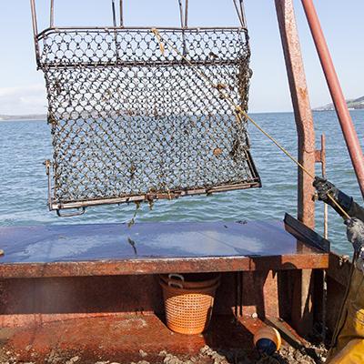 Fishing for oysters in Loch Ryan
