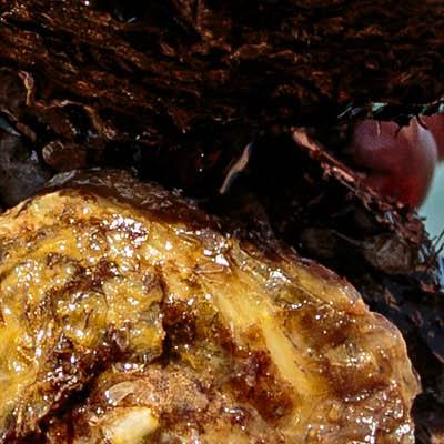 Loch Ryan native oysters