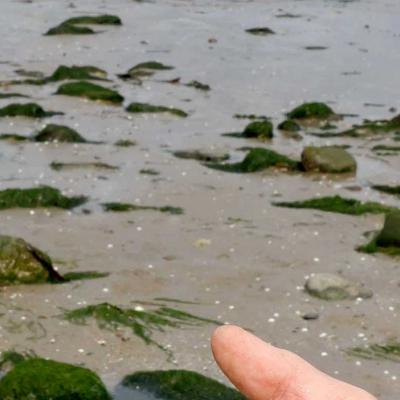 Oyster Bed