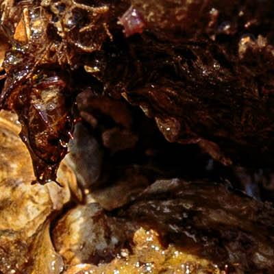 Loch Ryan Oysters